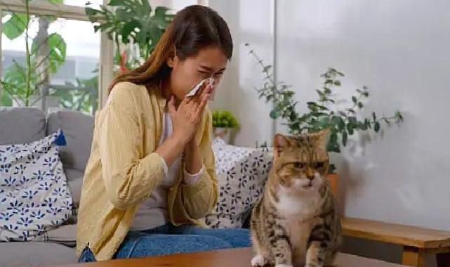 Akıllı mamalar, kedi alerjilerini ortadan kaldırabilir