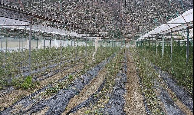 Korkuteli Kayabaş’ı hortum ve dolu vurdu
