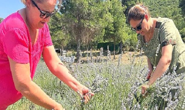 Bodrum Belediyesi, Garaova Tarım Park’ta üretilen lavantaların hasadına başladı.