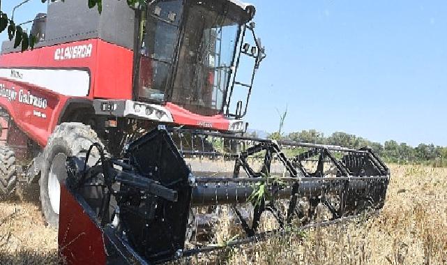 İlk Defa Belediye Arazisinde Buğday Hasadına Başlandı