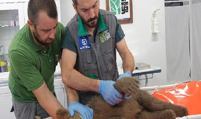 Yaralı boz ayı Ormanya’da yaşama tutundu