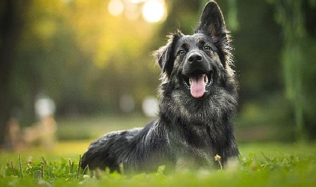 Hepsiburada’dan can dostlarımıza destek